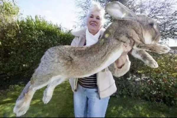 十只兔子谁是凶手世界上有兔人吗巨型食人兔